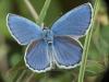 Plebejus argyrognomon